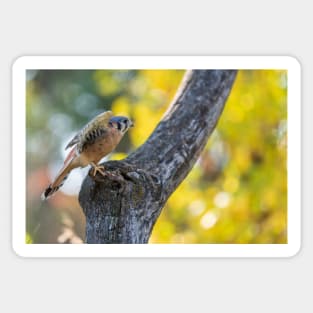 Autumn Kestrel Sticker